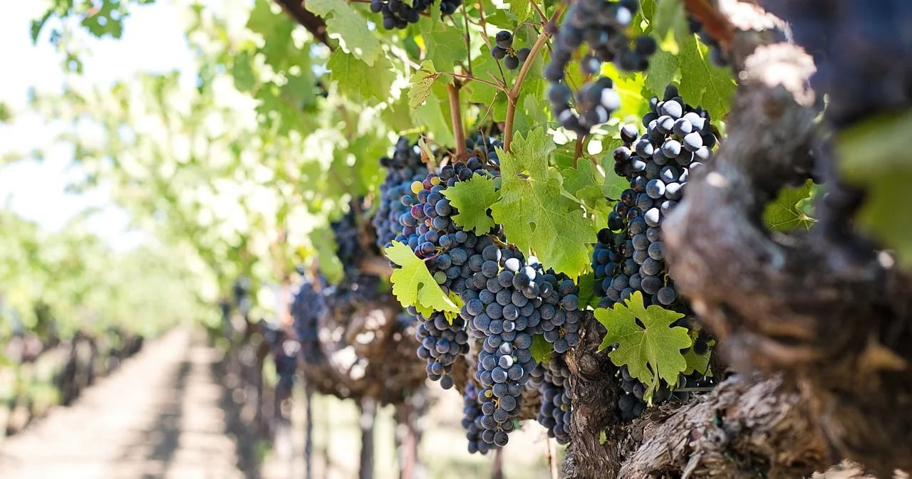 Fredericksburg wine tour party bus in Texas Hill Country